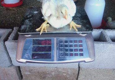 O Processo de Pesagem de Pintos na ULIWA