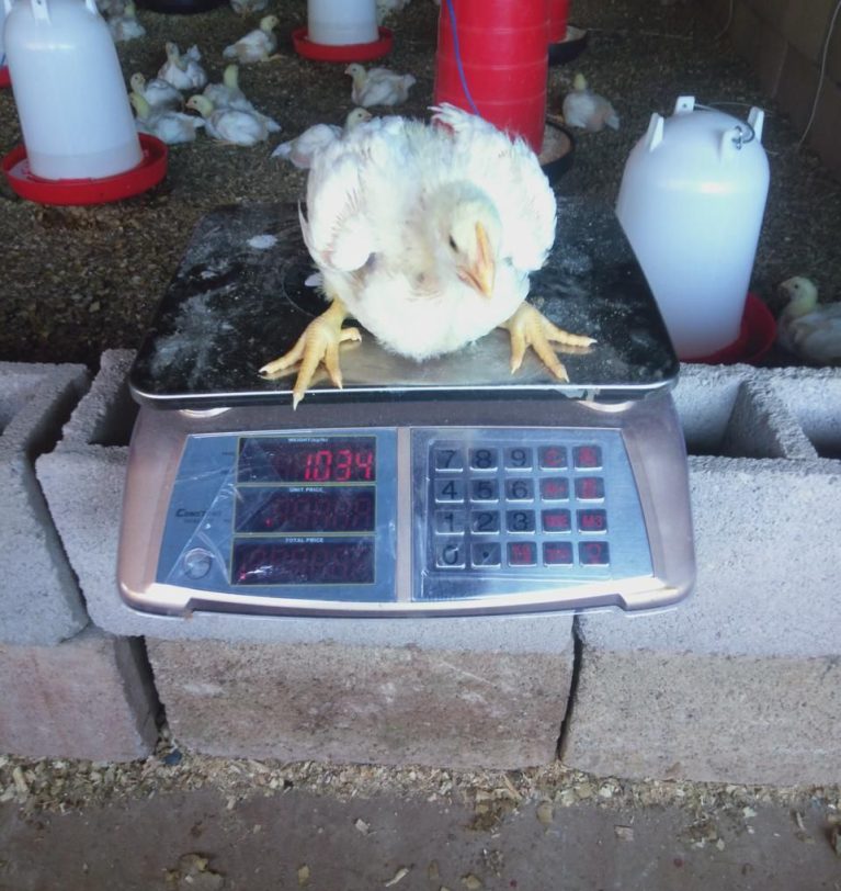 O Processo de Pesagem de Pintos na ULIWA